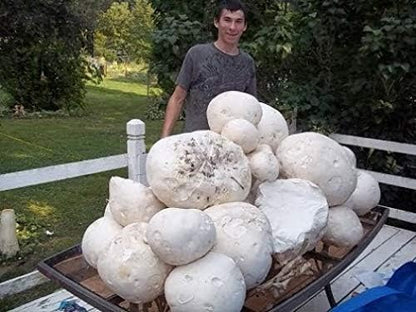 Giant Puffball Mushrooms Non GMO for Planting Mycelium Spawn Spores