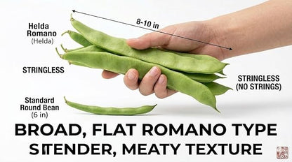 Bean Seeds for Planting Vegetables and Fruits. Pole Beans,Bush Beans,Romano Beans.Non GMO Garden Seeds for Home Vegetable Garden-Organic Stringless Heirloom Romano Green Pole Bean Seeds Helda-30ct+