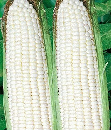 Seeds White Sugar Corn Sweet Giant Silver Queen Hybrid Vegetable Non GMO for Planting