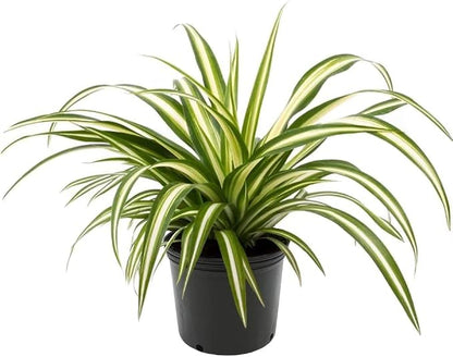 GARDENERA Premium Spider Plant Potting Soil Mix - (5 Quart Bag)