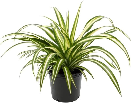 GARDENERA Premium Spider Plant Potting Soil Mix - (2 Quart Bag)