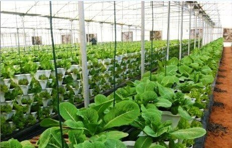 24 LARGE Vertical Gardening Planters - Use Mr Stacky Pots with any Grow Medium - Great For Soil Gardening, Hydroponics, and Aquaponics - Build Your Own Large Stacking Container Garden System - For