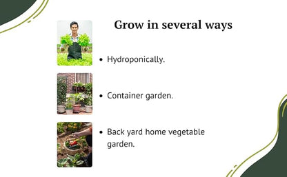 Vegetable Seeds for Planting Vegetables - Variety Salad Pack - Romaine Lettuce - Cherry Tomato - Cucumber - Bell Pepper!