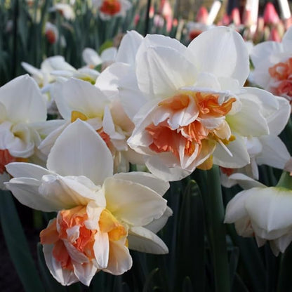 My Story Double Daffodil Flower Bulbs - 10 Bulbs per Pack - Pleasantly Scented - Deer Resistant - Good as Cut Flowers - Grows Well in Containers - Perennializing