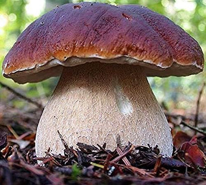 Porcini Mushrooms Spores King Boletus Spawn Mycelium Dried Seeds for Planting Non GMO 100 Seeds