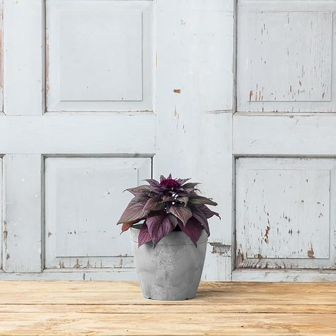 Root & Vessel Dolce Round Planter, Gray, 8"