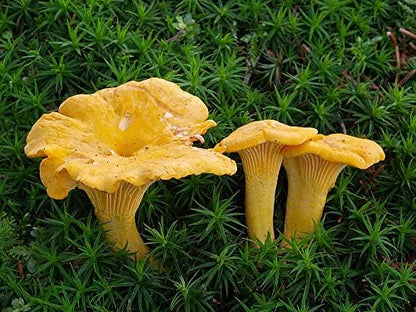 Spores Mushroom Golden Chanterelle Seeds Mycelium Spawn Dried Hierloom Non GMO