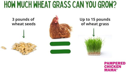 Fodder Seeds for Chickens (3 pounds), Pasture Grass Seed, Wheat Grass Seeds for Growing, Wheat Seeds for Fodder | Pampered Chicken Mama