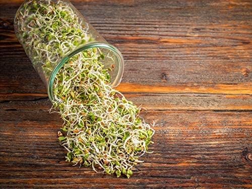 Radish Seeds for Sprouting, 15 Pounds – Edible Seeds, Pure, Vegan, Kosher, Bulk. Rich in Vitamin C. High Germitation Rate. Grow Sprouts, and Microgreens for Salad, Sandwiches, Rolls.