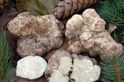 White Truffle Mushrooms Non GMO for Planting Mycelium Spawn Spores