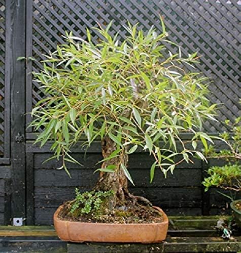 Willow Bonsai Tree Bundle - 4 Types of Exotic Willow to Bonsai - Dragon Claw, Chinese Weeping, Austraulian, Yellow Flame