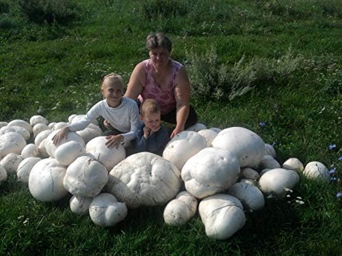 Giant Puffball Mushrooms Non GMO for Planting Mycelium Spawn Spores