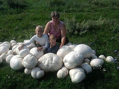 Giant Puffball Mushrooms Non GMO for Planting Mycelium Spawn Spores