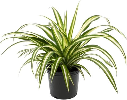 GARDENERA Premium Spider Plant Potting Soil Mix (4 Bags of 5 Quart)