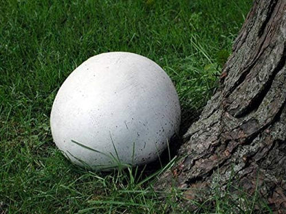 Giant Puffball Mushrooms Non GMO for Planting Mycelium Spawn Spores