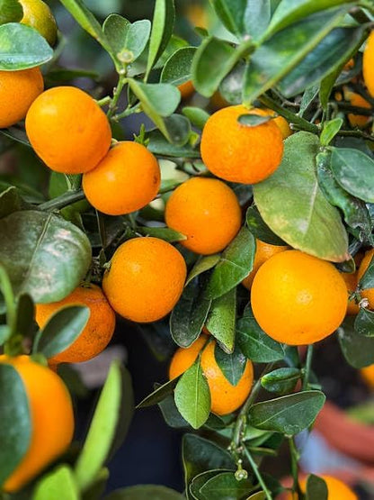 Mix Bonsai Fruit Seeds for Planting – 5 Variety Individual Packs: 40+ Lemon, 20+ Cherry, 40+ Orange, 40+ Apple, 20+ Blueberry Seeds, Organic Heirloom Non-GMO, Indoor/Outdoor Home Garden