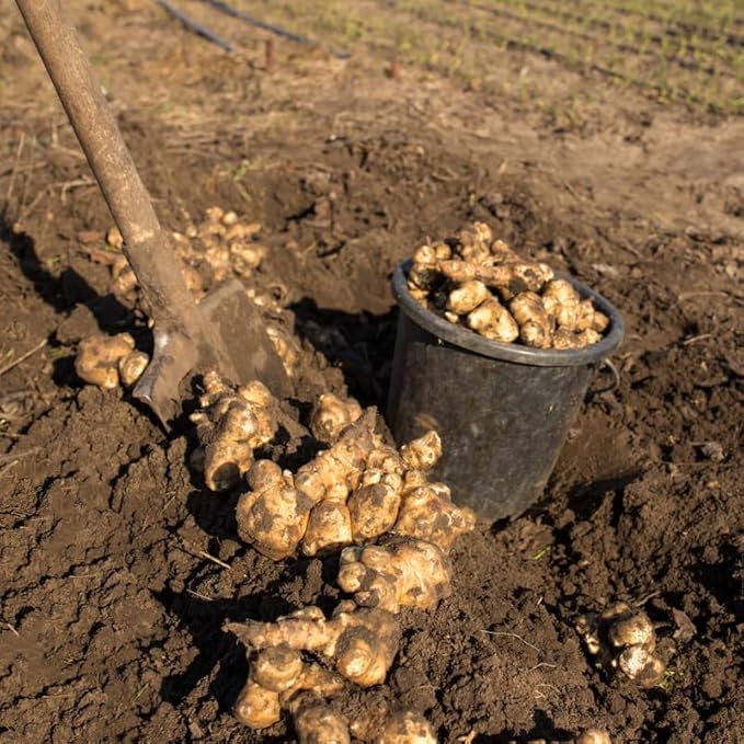 5Pcs Jerualem Artichoke Tubers For Planting, Sunroots Sunchokes Tubers For Planting, Fresh Jerusalem Artichoke Roots Ready To Grow