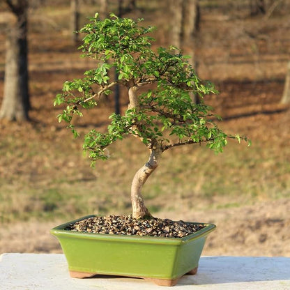 Brussel's Live Chinese Elm Outdoor Bonsai Tree - 15 Years Old; 14" to 18" Tall with Decorative Container