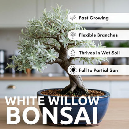 Live Dwarf White Willow Bonsai Tree Cutting to Grow - Stunning Silvery-Green Leaves - Fast Growing, Indoor/Outdoor Bonsai Material - Easy-to-Root & Bloom - Unique Living Gift for Plant Lovers