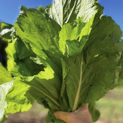 500+ Florida Broadleaf Mustard Seeds for Planting Seeds Bulk Heirloom Non GMO Vegetable Garden