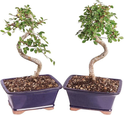 Brussel's Bonsai Live Chinese Elm Bonsai Tree, Outdoor, 2 Pack - Small, 5 Years Old, 6 to 8 inches Tall - Includes Decorative Ceramic Bonsai Pots