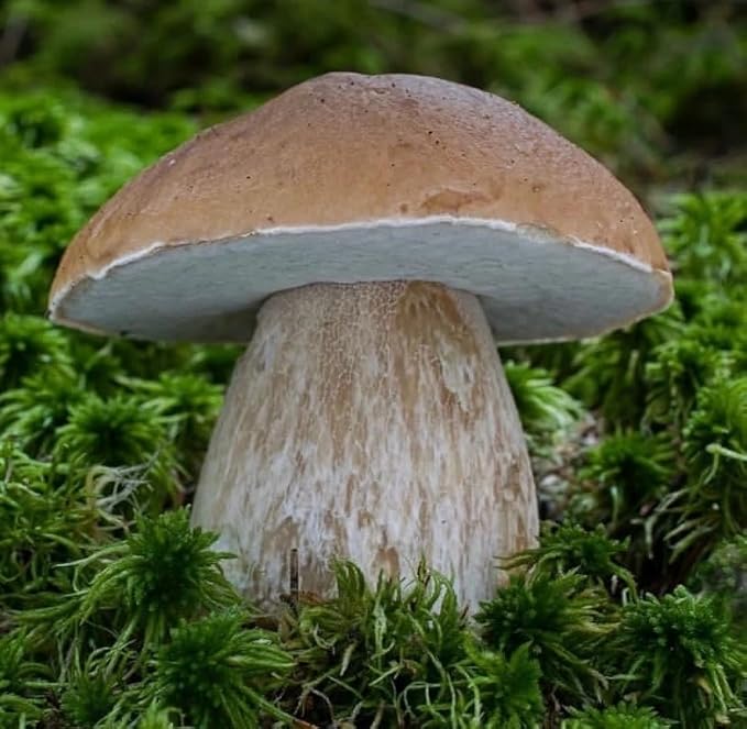 Porcini Mushrooms Spores King Boletus Spawn Mycelium Dried Seeds for Planting Non GMO 100 Seeds