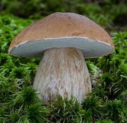 Porcini Mushrooms Spores King Boletus Spawn Mycelium Dried Seeds for Planting Non GMO 100 Seeds