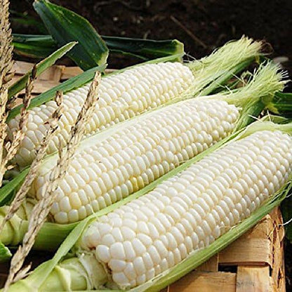 Seeds White Sugar Corn Sweet Giant Silver Queen Hybrid Vegetable Non GMO for Planting
