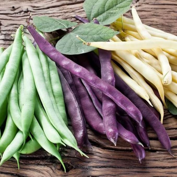 Seeds Beans Giant Bush Cluster Mix 40 Days Non GMO Vegetable for Planting