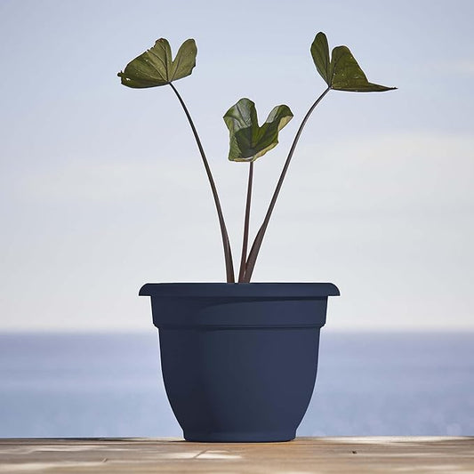 Bloem Ariana 10" Navy Round Self-Watering Resin Planter Pot - Rolled Rim Indoor and Outdoor Gardening Planter