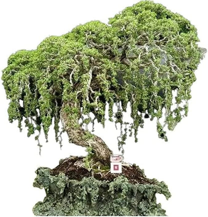 Willow Bonsai Tree Bundle - 4 Types of Exotic Willow to Bonsai - Dragon Claw, Chinese Weeping, Austraulian, Yellow Flame