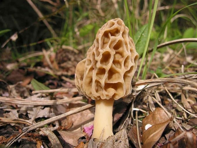 Morel Mushrooms Spores Mycelium Non GMO Spawn for Planting