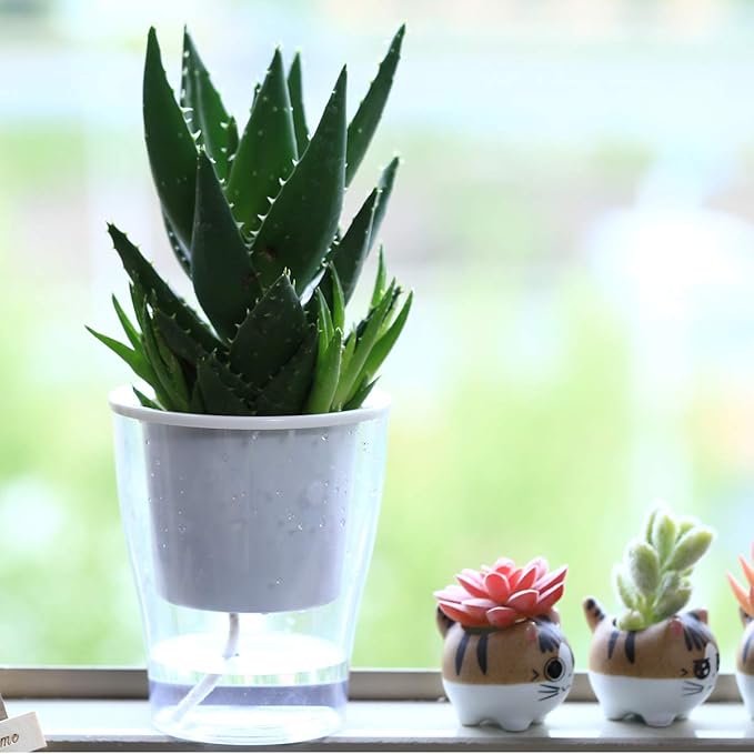 5-Pack 5.1 Inches Clear Self-Watering Planters African Violet Pots Plastic Wicking Flower Pots for Indoor Plants, Herbs, African Violet, Ocean Spider Plant, Orchid Garden Pot