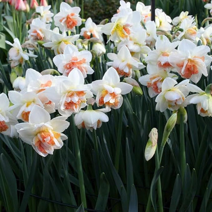My Story Double Daffodil Flower Bulbs - 10 Bulbs per Pack - Pleasantly Scented - Deer Resistant - Good as Cut Flowers - Grows Well in Containers - Perennializing