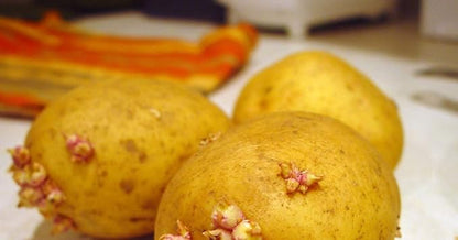 Simply Seed ™ - 2 LBs - Naturally Grown - Yukon Golds - Non GMO - Ready for Planting! - American Raised