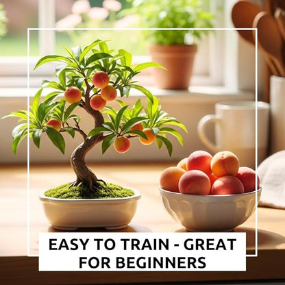 Bonsai Fruit Tree Seeds Bundle, 4 Pack – 10 Papaya, 10 Peach, 10 Cherry, 10 Banana – Grow Miniature Fruit Trees – Exotic Indoor & Outdoor Bonsai Plant Kit – Garden Starter Seed Pack