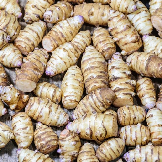 10Pcs Jerualem Artichoke Tubers for Planting Vegetable Garden, Sunroots Sunchokes Tubers for Planting, Fresh Jerusalem Artichoke Roots