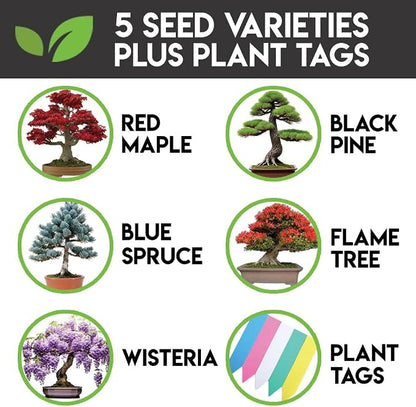 5 Types Bonsai Tree Kit, Wisteria, Black Pine, Blue Spruce, Red Maple Tree, Flame Tree, Bonsai Seeds for Indoor Outdoor Garden DIY, Plant Lover Highly Prized for Men and Women