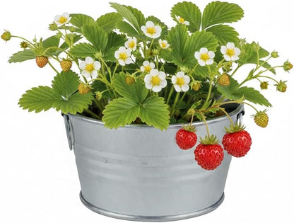 Buzzy Seeds Strawberry Grow Kit - Basin Ceramic Planter - Complete Indoor/Outdoor Gardening Kit with Seeds, Coconut Husk Growing Medium & Genuine Pots - 100% Grow Guarantee