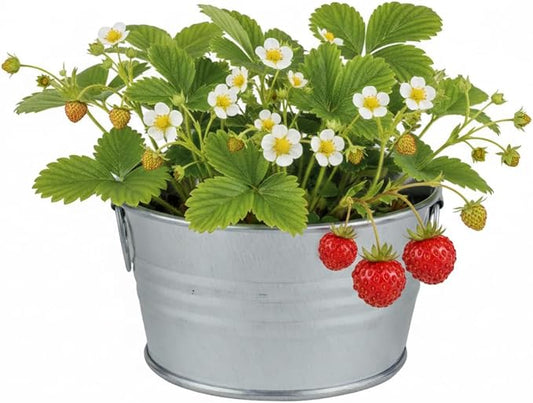 Buzzy Seeds Strawberry Grow Kit - Basin Ceramic Planter - Complete Indoor/Outdoor Gardening Kit with Seeds, Coconut Husk Growing Medium & Genuine Pots - 100% Grow Guarantee
