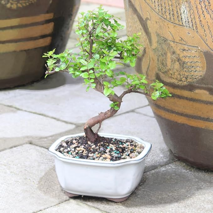 Brussel's Bonsai Live Chinese Sweet Plum Bonsai Tree - 5 Years, 6 to 10 in - Indoor Bonsai in Ceramic Bonsai Pot