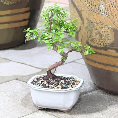 Brussel's Bonsai Live Chinese Sweet Plum Bonsai Tree - 5 Years, 6 to 10 in - Indoor Bonsai in Ceramic Bonsai Pot