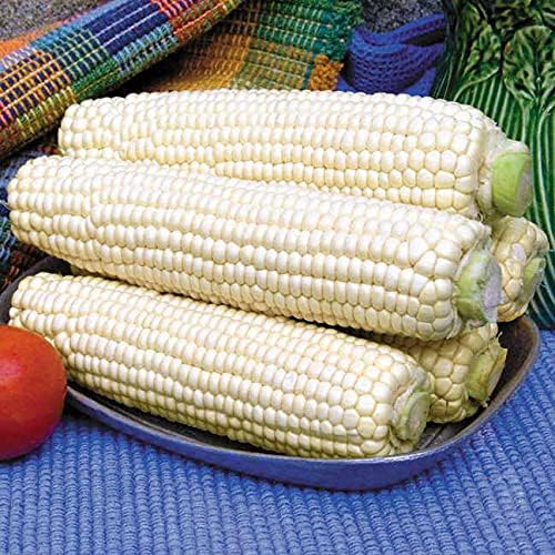 Seeds White Sugar Corn Sweet Giant Silver Queen Hybrid Vegetable Non GMO for Planting