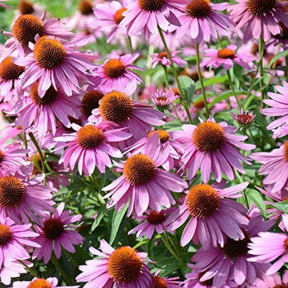 Outsidepride Purple Echinacea Coneflower Seeds - 1 lb Perennial, Deer-Proof & Drought Tolerant Flower Seeds with Daisy-Like Blooms for Pollinator-Friendly Gardens, Borders, & Meadows