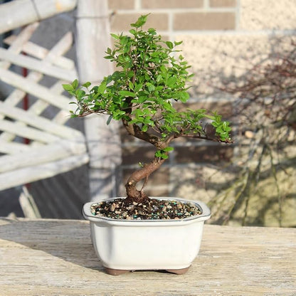 Brussel's Bonsai Live Chinese Sweet Plum Bonsai Tree - 5 Years, 6 to 10 in - Indoor Bonsai in Ceramic Bonsai Pot