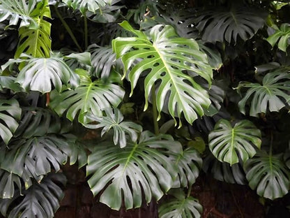 GARDENERA Premium Carambola Potting Soil Mix - Perfect Balance of Nutrients, Drainage, and Aeration for Thriving Starfruit Trees - 20 Quart