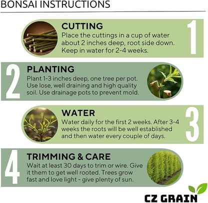 Live Dwarf White Willow Bonsai Tree Cutting to Grow - Stunning Silvery-Green Leaves - Fast Growing, Indoor/Outdoor Bonsai Material - Easy-to-Root & Bloom - Unique Living Gift for Plant Lovers