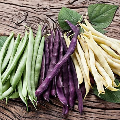 Seeds Beans Giant Bush Cluster Mix 40 Days Non GMO Vegetable for Planting