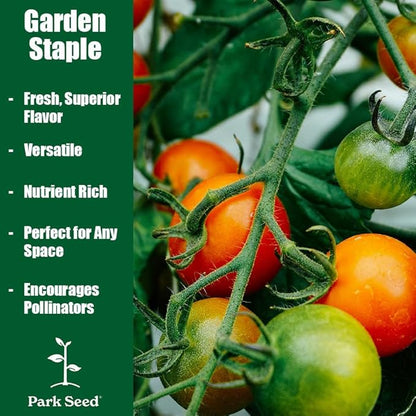 Park Seed Variety of Tomato Seeds, Planting Vegetables, Easy to Grow, Non-GMO, Perfect for Harvesting, Hybrid Purple Boy, Pack of 10