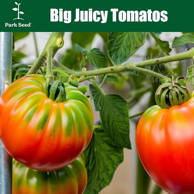 Park Seed Variety of Tomato Seeds, Planting Vegetables, Easy to Grow, Non-GMO, Perfect for Harvesting, Hybrid Purple Boy, Pack of 10